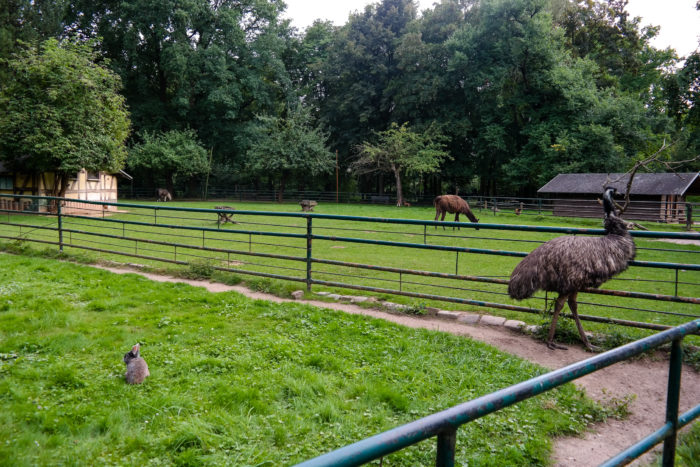 Emu, Pony, Esel und Hase im Eilenburger Tierpark