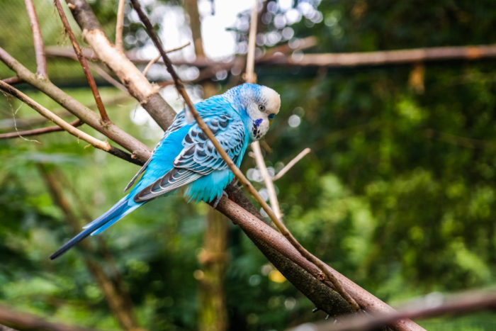 Sittich im Tierpark Eilenburg
