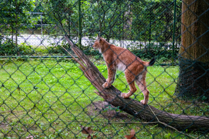 Luchs im Eilenburger Tierpark