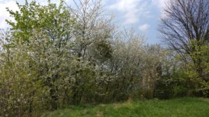 Auf dem Dohnaer Burgplateau