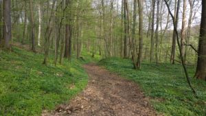 Frühlingswald in Großsedlitz