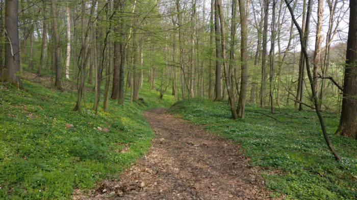 Frühlingswald in Großsedlitz