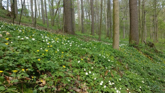 Frühlingswald in Großsedlitz