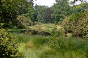 Inselteich im Kromlauer Park