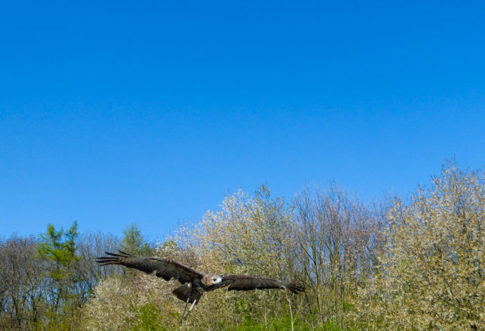 Flug eines Falken