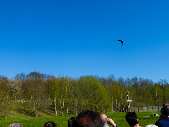 Flugshow in der Falknerei Herrmann