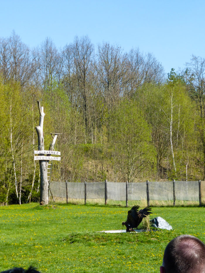 Seeadler beim Sturzflug