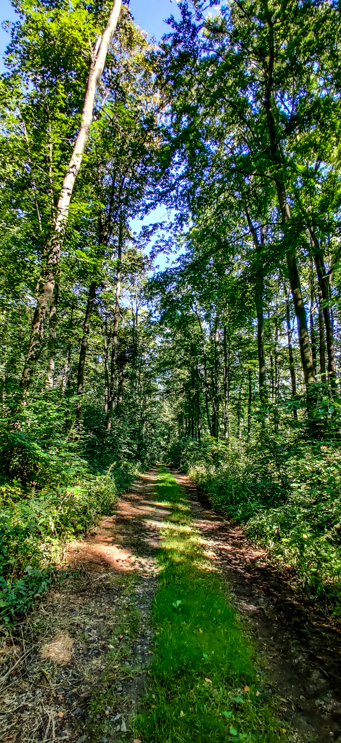 Im Wald des Löbauer Bergs