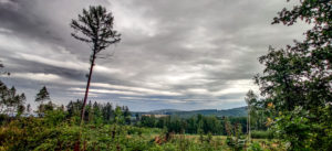 Einsamer Baum in den Königshainer Bergen