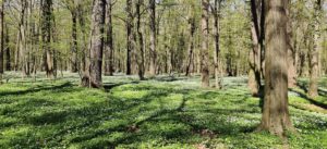Naturschutzgebiet Lasker Auenwald in der Oberlausitz
