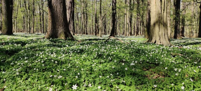 Naturschutzgebiet Lasker Auenwald in der Oberlausitz