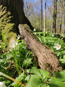 Naturschutzgebiet Lasker Auenwald in der Oberlausitz