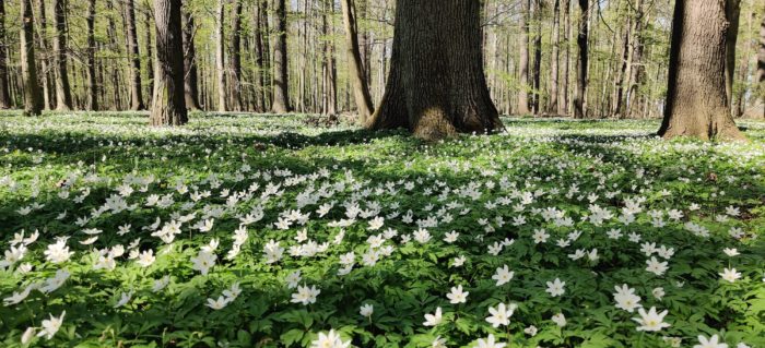 Buschwindröschen im Naturschutzgebiet Lasker Auenwald in der Oberlausitz