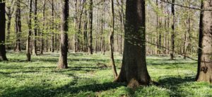 Naturschutzgebiet Lasker Auenwald in der Oberlausitz