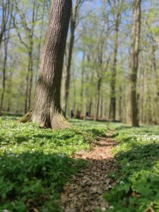 Kleine Pfade im Naturschutzgebiet Lasker Auenwald in der Oberlausitz