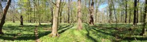 Naturschutzgebiet Lasker Auenwald in der Oberlausitz