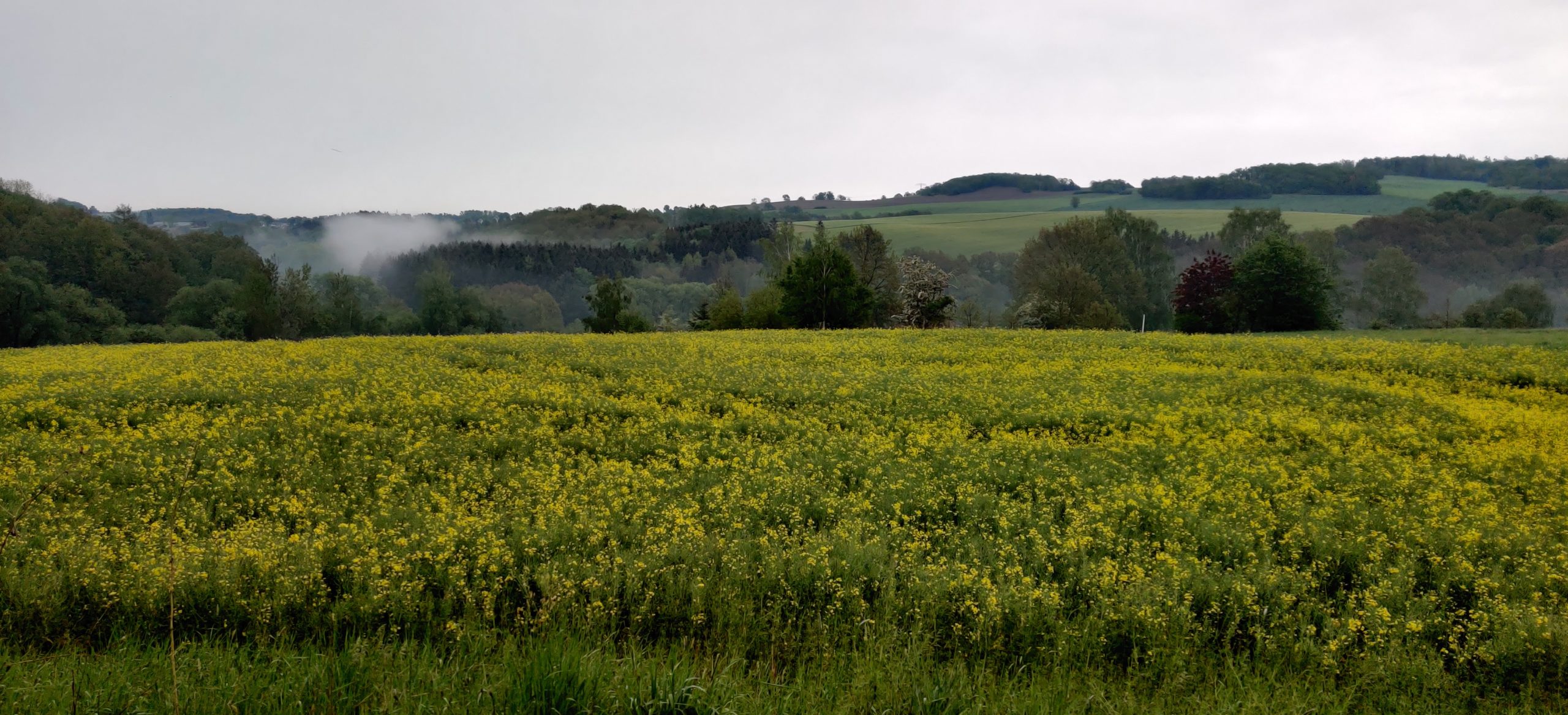 Blick vom Garten