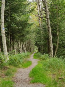 Wunderschöner Wanderabschnitt zwischen Reitzenhain und Kühnhaide