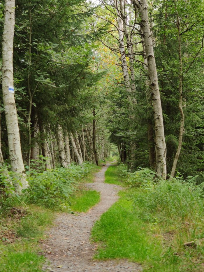 Wunderschöner Wanderabschnitt zwischen Reitzenhain und Kühnhaide